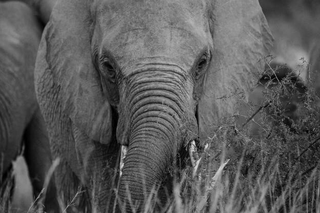 Pilanesberg Elephant