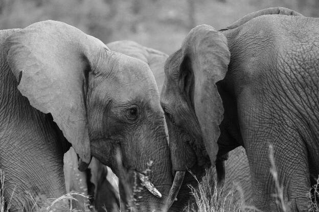 Pilanesberg Elephants Fighting