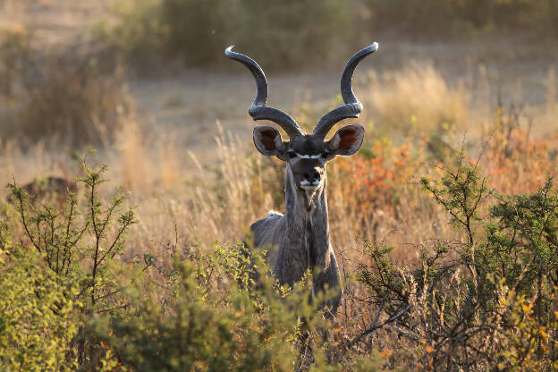 Pilanesberg Male Kudu