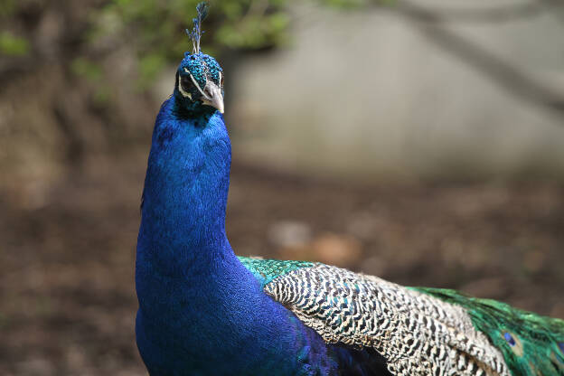 Peacock