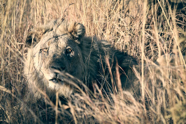 Pilanesberg Lion