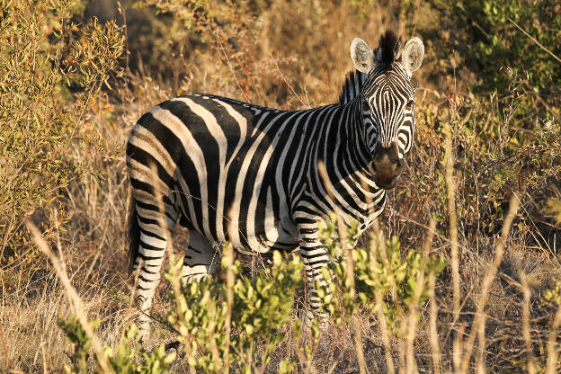 Pilanesberg Zebra