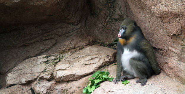 Mandrill